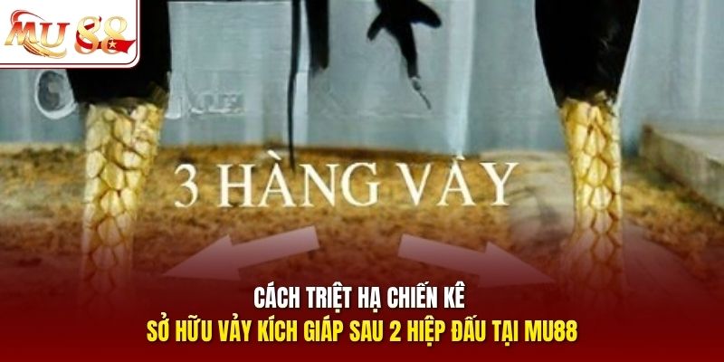 Lối đá của chiến kê sở hữu vảy kích giáp