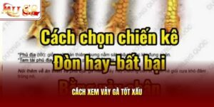 Cách xem vảy gà tốt xấu
