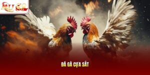 Đá gà cựa sắt
