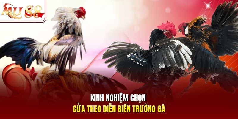 Kinh nghiệm chọn cửa theo diễn biến trường gà