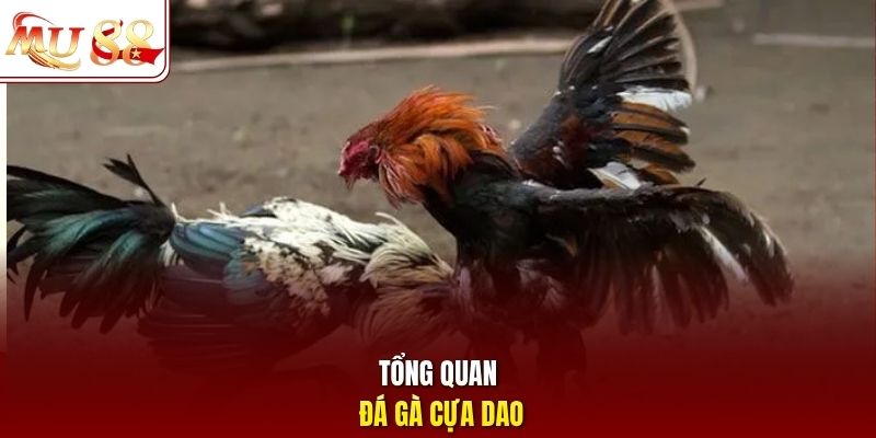 Tổng quan đá gà cựa dao