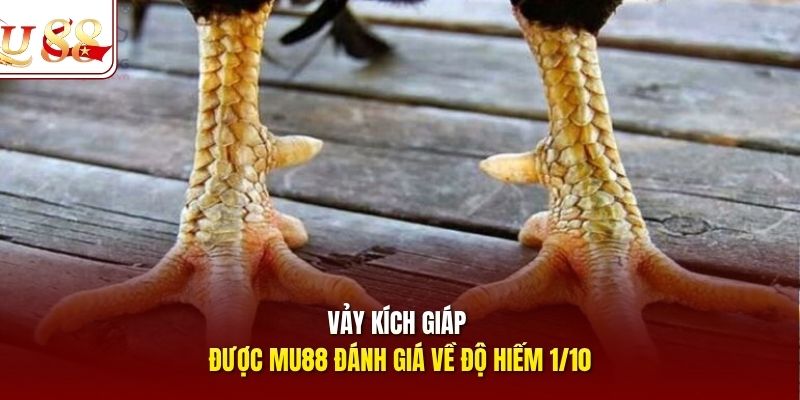 Đặc điểm nhận diện vảy kích giáp trên chân chiến kê